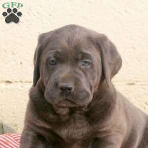 Murphy, Charcoal Labrador Retriever Puppy