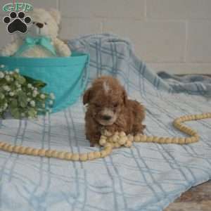 Murphy, Cavapoo Puppy