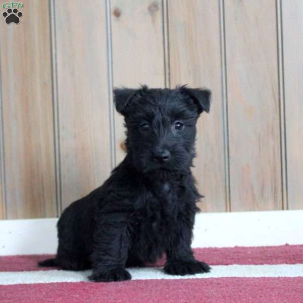 Murphy, Scottish Terrier Puppy