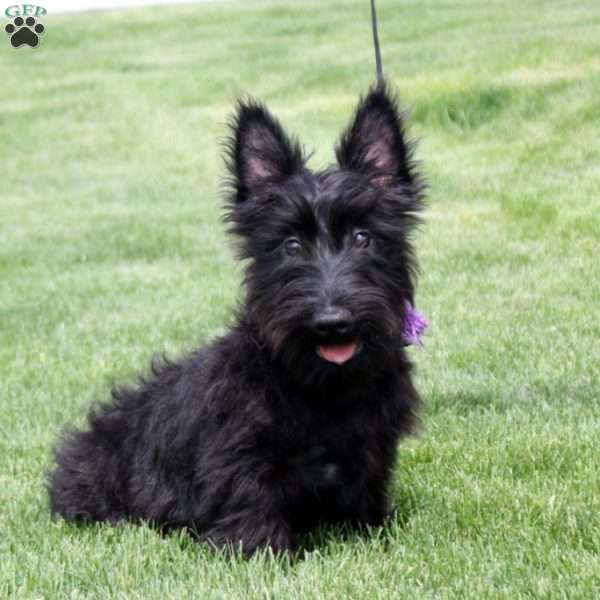 Murphy, Scottish Terrier Puppy