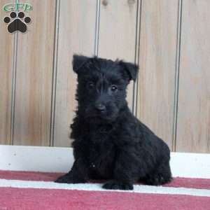 Murphy, Scottish Terrier Puppy