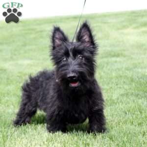 Murphy, Scottish Terrier Puppy