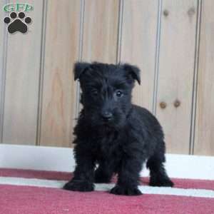 Murphy, Scottish Terrier Puppy