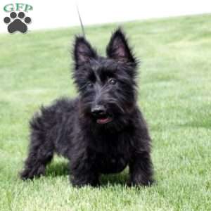 Murphy, Scottish Terrier Puppy