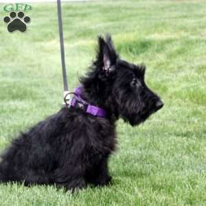 Murphy, Scottish Terrier Puppy