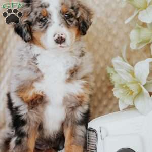 Murphy, Bernedoodle Puppy