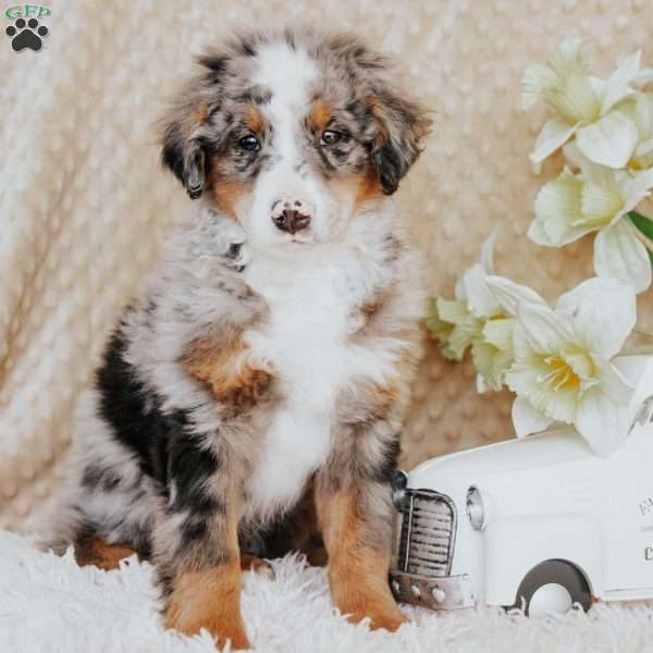 Murphy, Bernedoodle Puppy