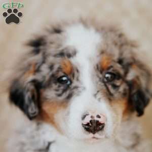 Murphy, Bernedoodle Puppy