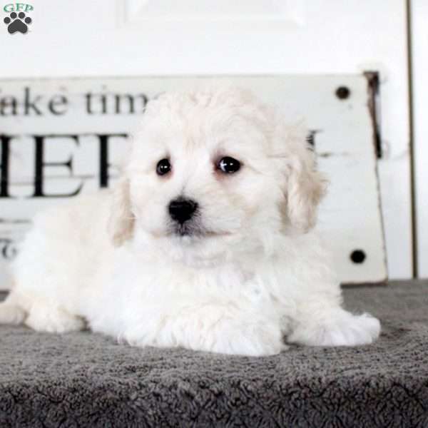 Nadine, Bichon Frise Puppy