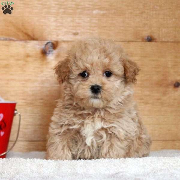 Nadine, Maltipoo Puppy