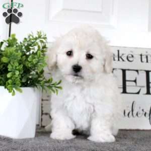 Nadine, Bichon Frise Puppy