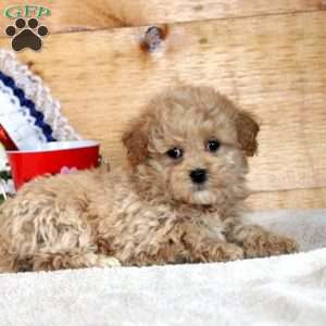 Nadine, Maltipoo Puppy