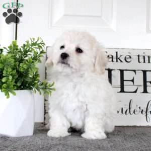 Nadine, Bichon Frise Puppy