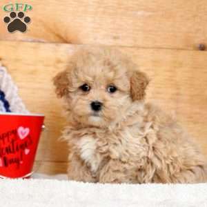 Nadine, Maltipoo Puppy