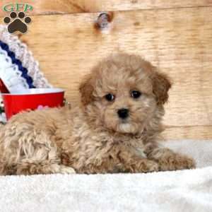 Nadine, Maltipoo Puppy