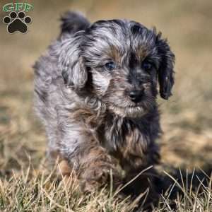 Nala, Cavapoo Puppy