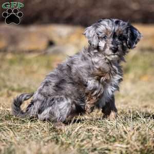 Nala, Cavapoo Puppy