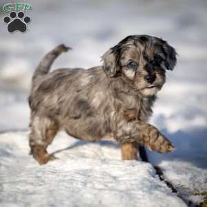 Nala, Cavapoo Puppy