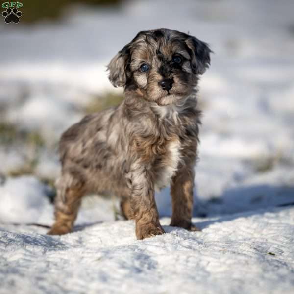 Nala, Cavapoo Puppy