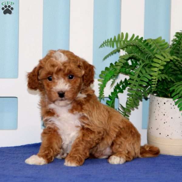 Nala, Toy Poodle Puppy