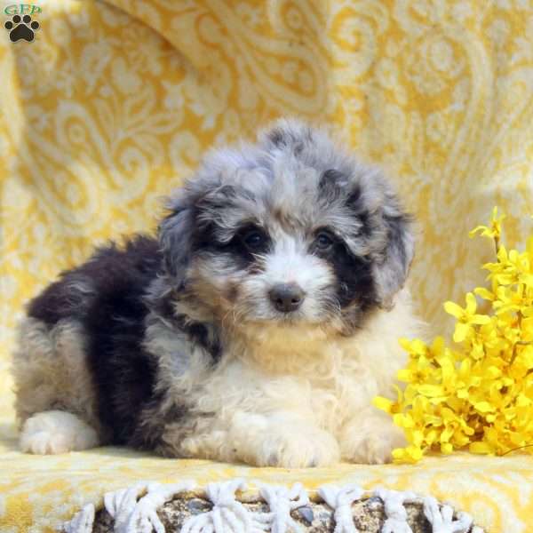 Nancy, Mini Aussiedoodle Puppy