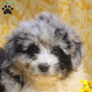 Nancy, Mini Aussiedoodle Puppy