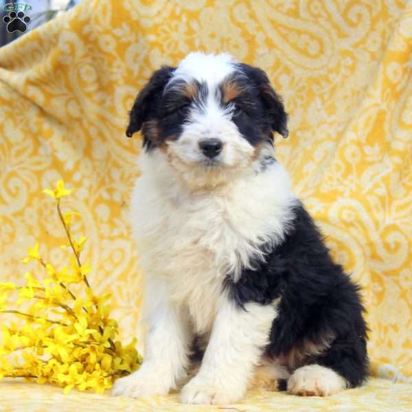 Nash, Mini Aussiedoodle Puppy