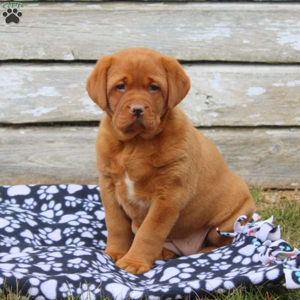 Natalia, Fox Red Labrador Retriever Puppy