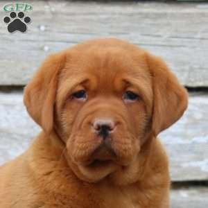 Natalia, Fox Red Labrador Retriever Puppy