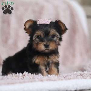 Natalie, Yorkie-Chon Puppy