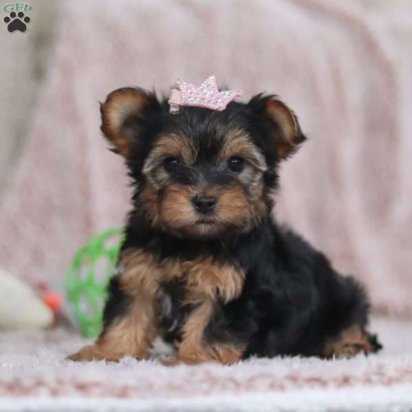 Natalie, Yorkie-Chon Puppy