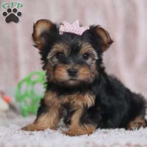 Natalie, Yorkie-Chon Puppy