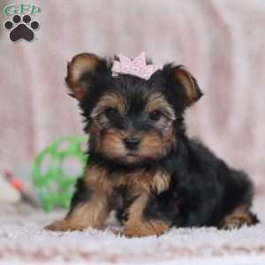 Natalie, Yorkie-Chon Puppy