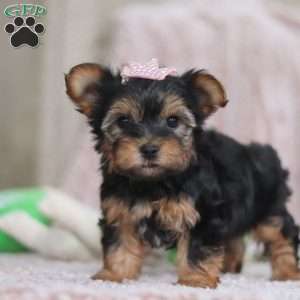 Natalie, Yorkie-Chon Puppy