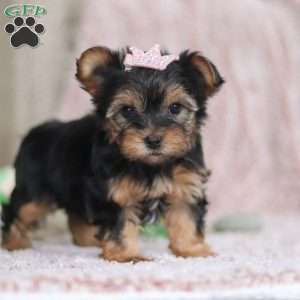 Natalie, Yorkie-Chon Puppy