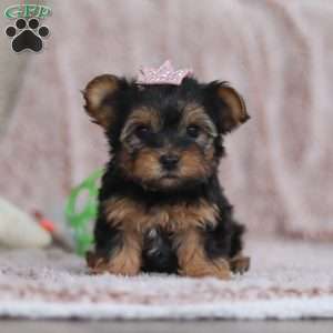 Natalie, Yorkie-Chon Puppy