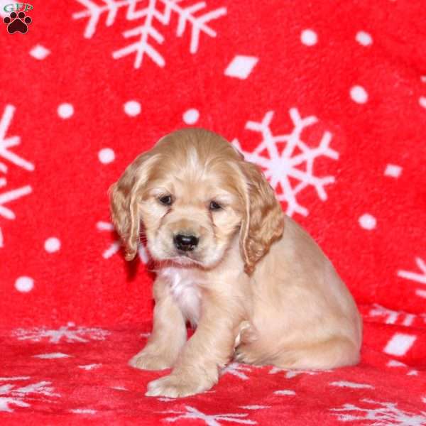 Nate, Cocker Spaniel Puppy