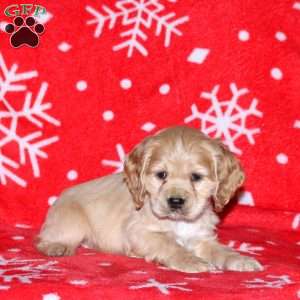 Nate, Cocker Spaniel Puppy