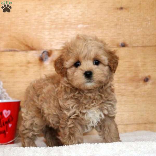 Nathan, Maltipoo Puppy