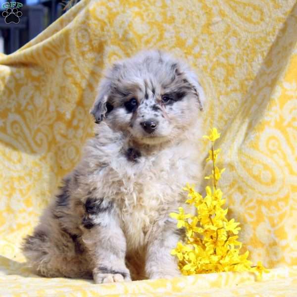 Ned, Mini Aussiedoodle Puppy