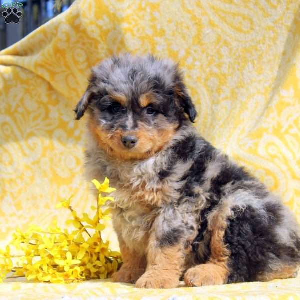 Neil, Mini Aussiedoodle Puppy