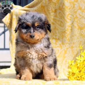 Neil, Mini Aussiedoodle Puppy