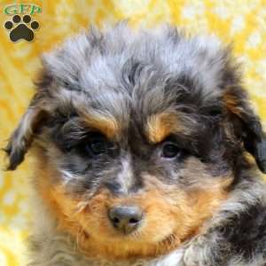 Neil, Mini Aussiedoodle Puppy