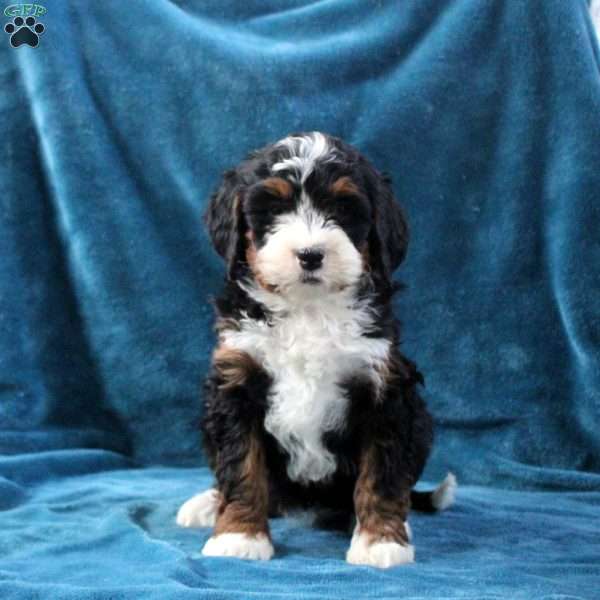 Nellie, Mini Bernedoodle Puppy