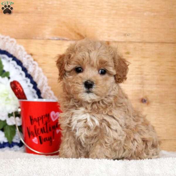 Nellie, Maltipoo Puppy