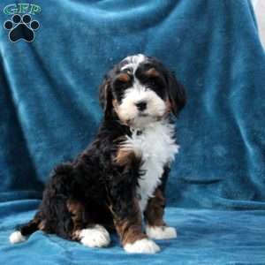 Nellie, Mini Bernedoodle Puppy