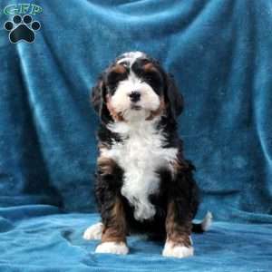 Nellie, Mini Bernedoodle Puppy