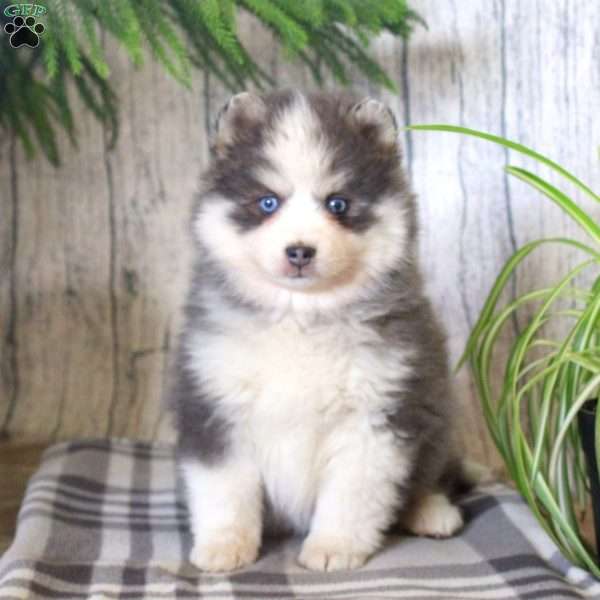 Nelson, Pomsky Puppy