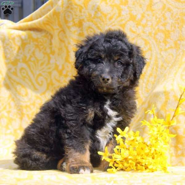 Neo, Mini Aussiedoodle Puppy