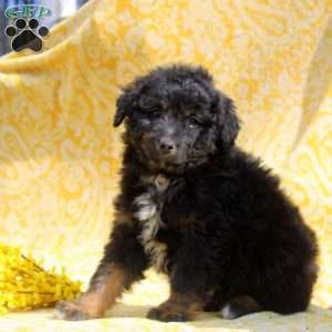 Neo, Mini Aussiedoodle Puppy